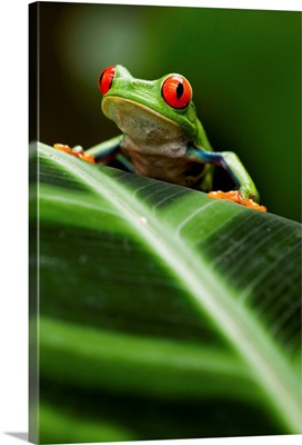 Red-Eyed Tree Frog On Leaf