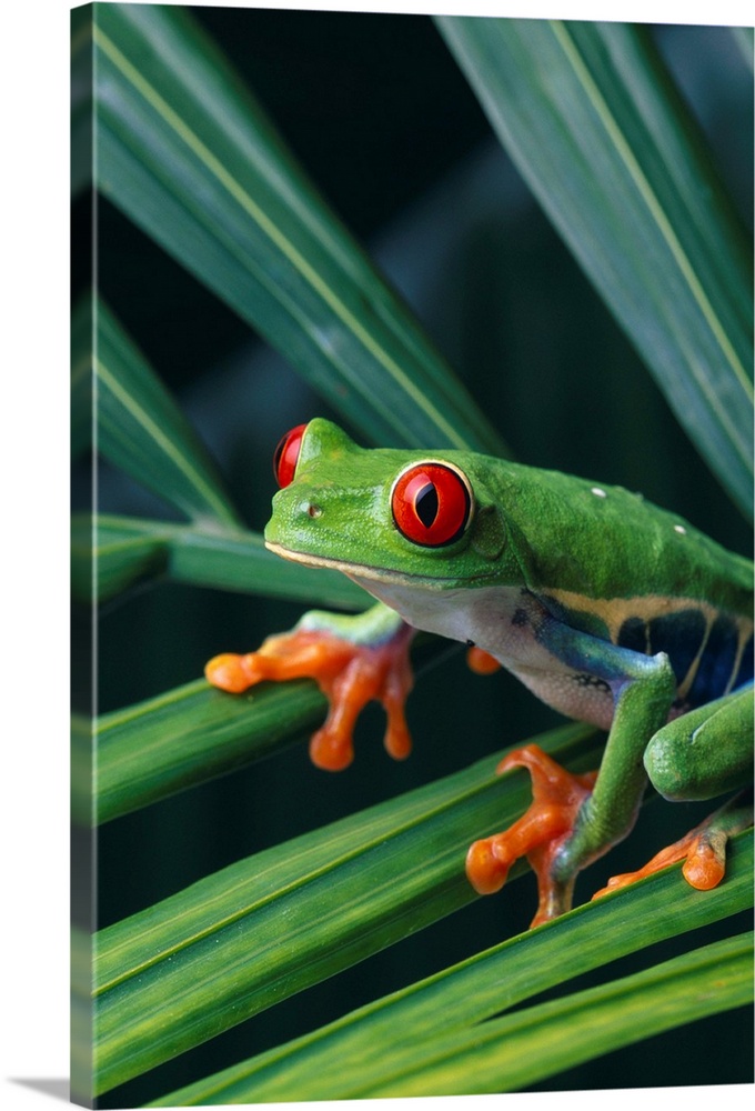Red Eyed Tree Frog On Plant