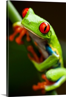 Red-Eyed Tree Frog On Stem