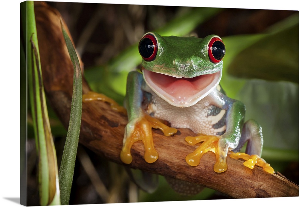 Red-eyed tree frog sitting on the branch and smiling.