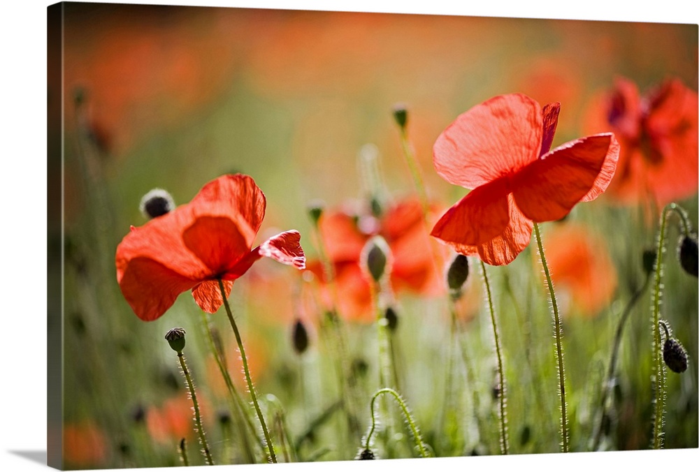 Backlit red field Poppies, common names include Corn poppy, Corn Rose, field poppy and Flanders poppy.