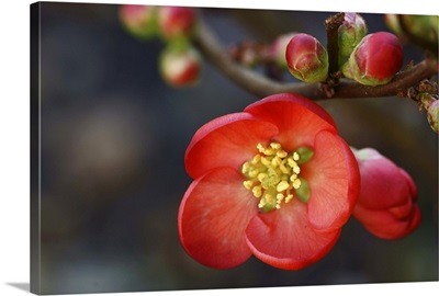 Red flowering quince.