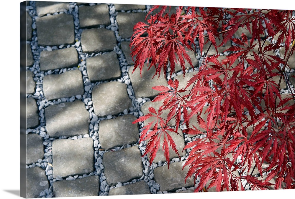 Red foliage of Japanese maple (Acer palmatum) over grey cobbles