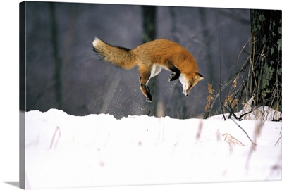 Red Fox Jumping In The Snow