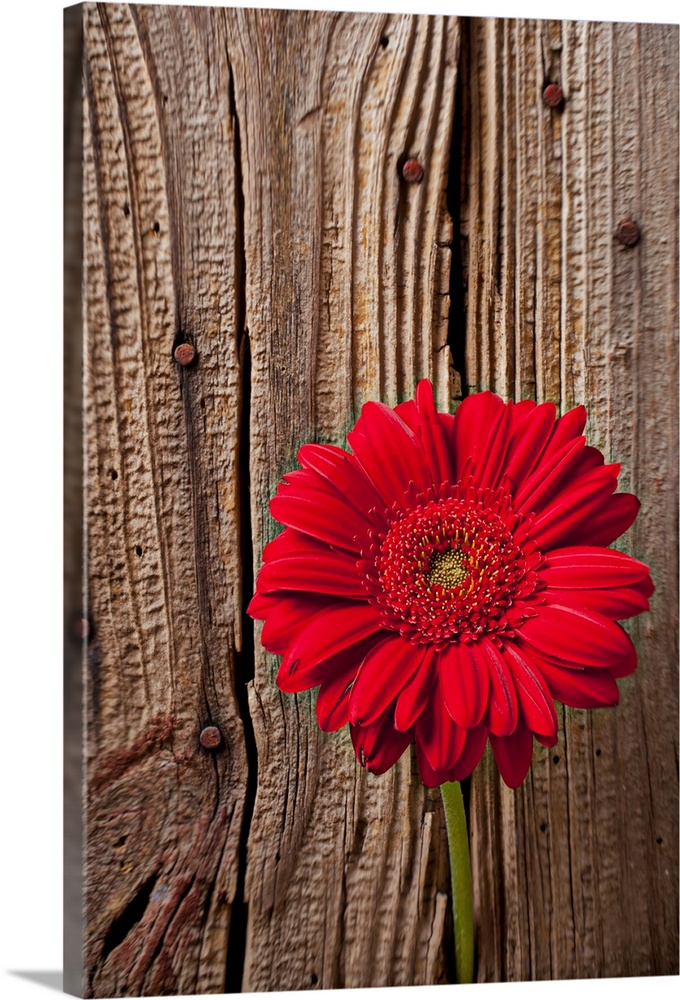 Up-close photograph of flower blossom in front of a wooden door with nails.