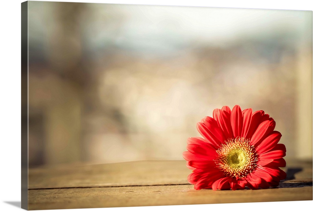 Red Gerbera daisy on wooden crate.