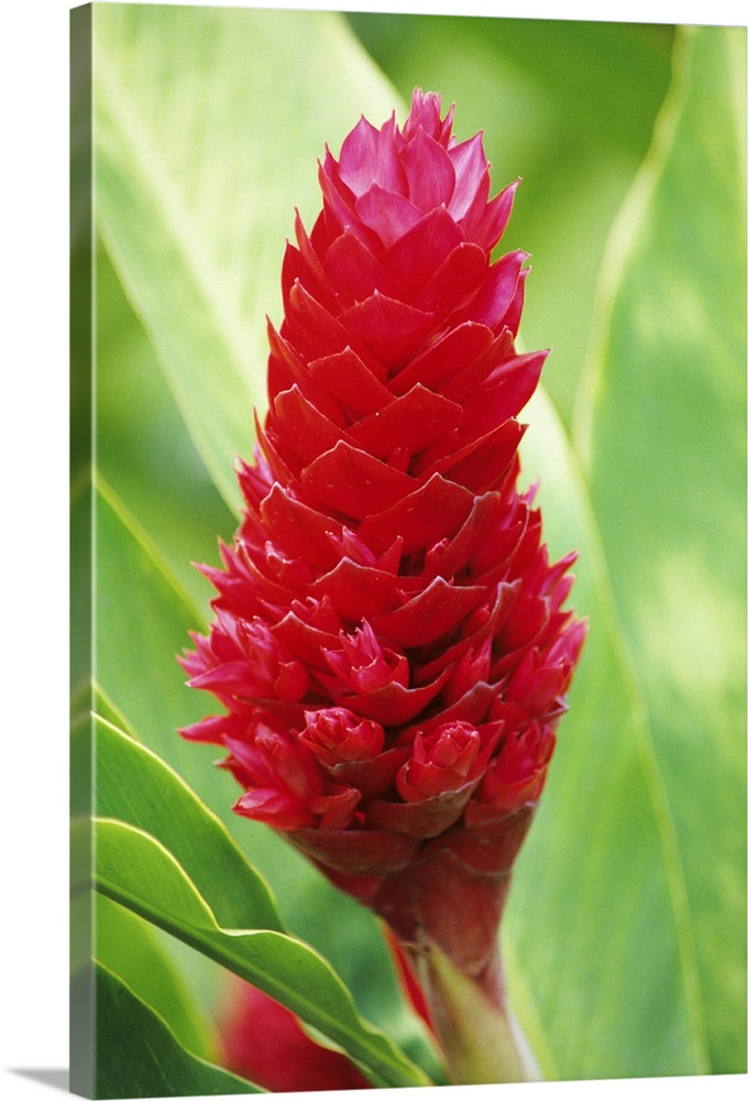 Close-up of beautiful red ginger flower with soft focus and blurry background