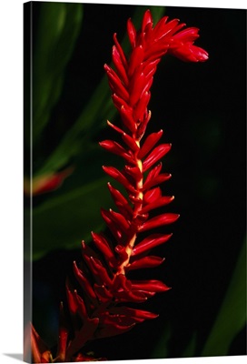 Red Ginger Flower, growing by the New River