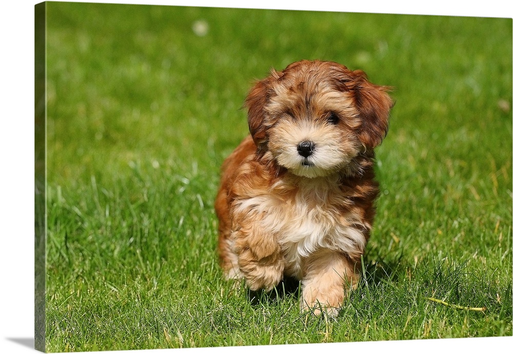 Red Havanese puppy of 8 weeks walking on green grass.Male puppy.