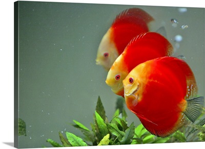 Red Heart tropical fish