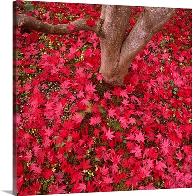 Red Leaves On Ground