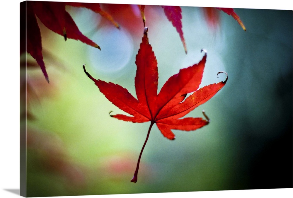 A bright red Japanese maple leaf drops gently to the ground. A gentle autumn wind and a blue green background.