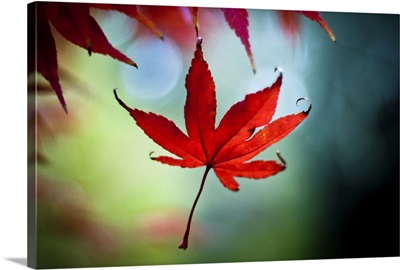 Red maple leaf falls in autumn