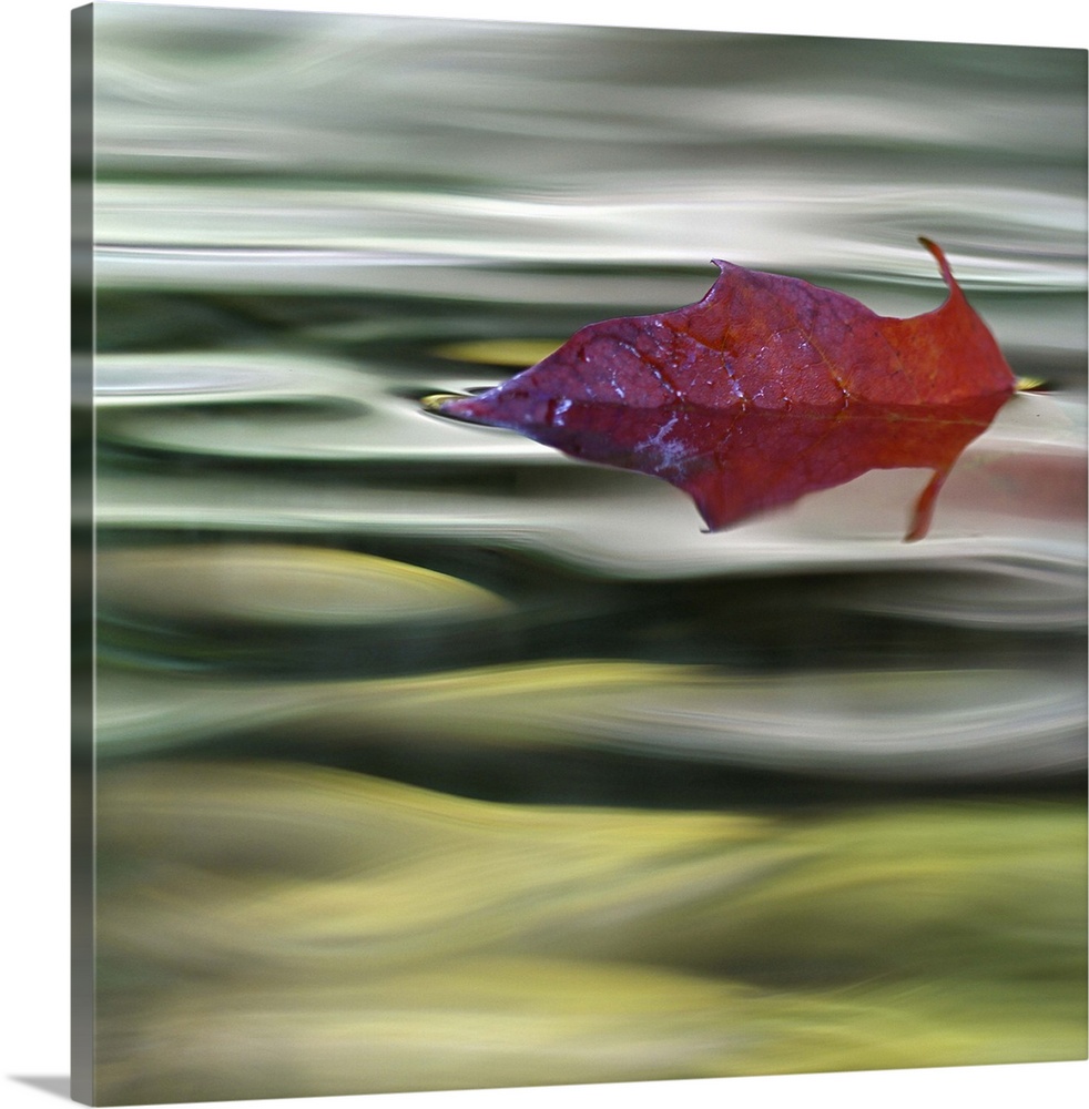 Red Maple leaf floating down stream in forest.
