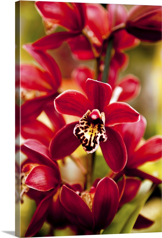 Red Orchid flowers.