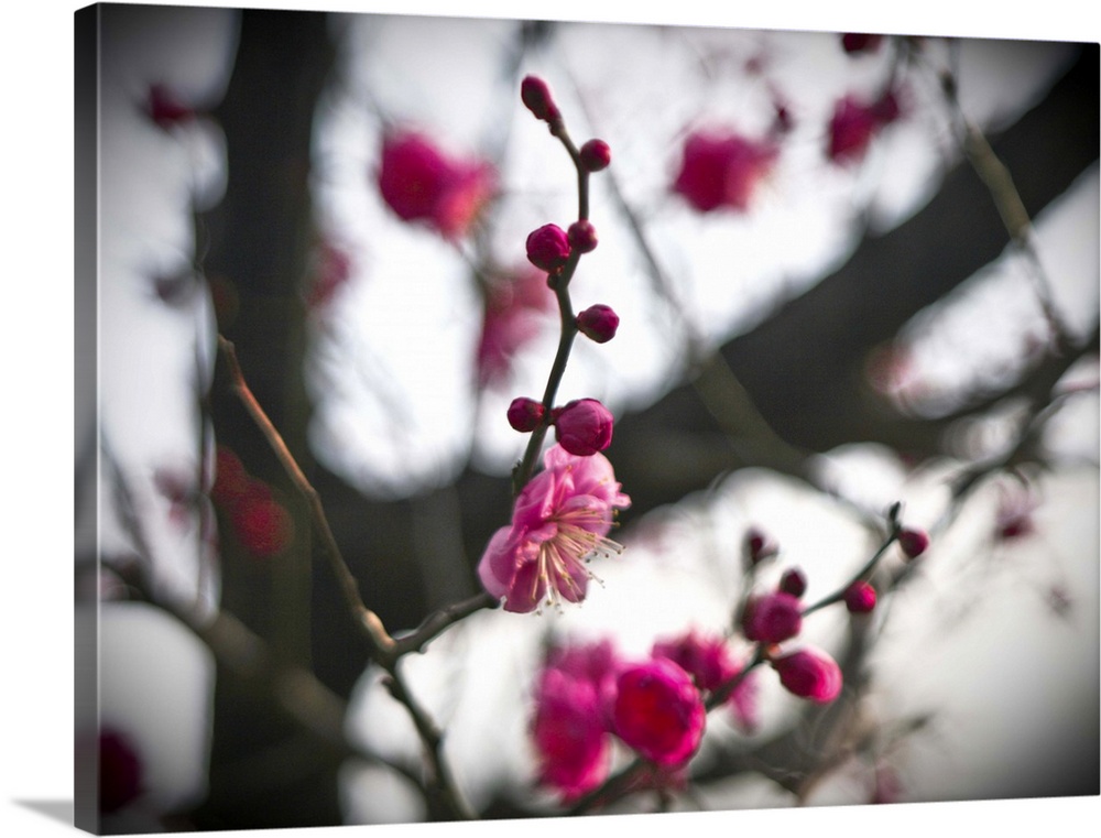 Japan. Japanese early spring image. KOUBAI