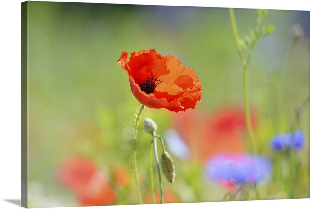 Red poppy and flowers