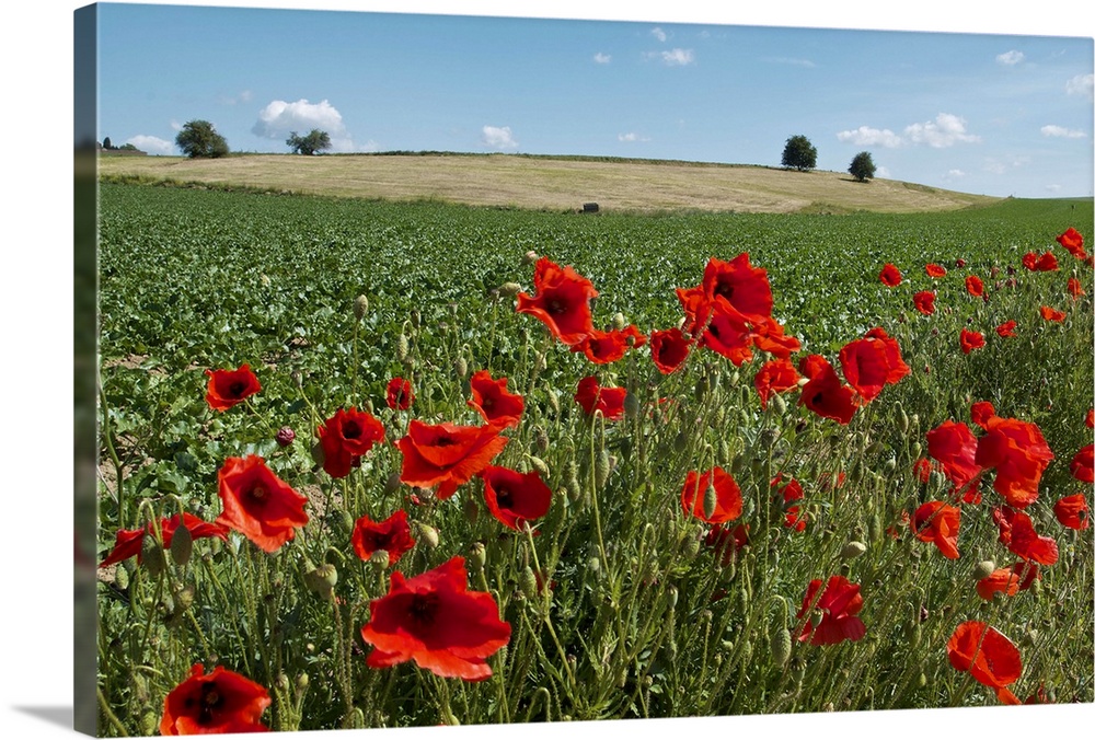 A green Belgian field colored by red poppies and a blue sky.