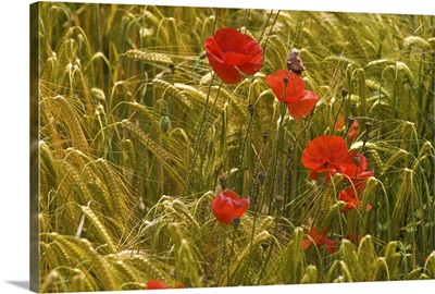 Red poppy flowers in wheat field
