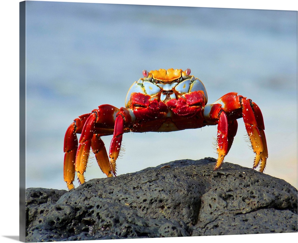 Grapsus Grapsus crab standing on rock, Galapagos Islands.
