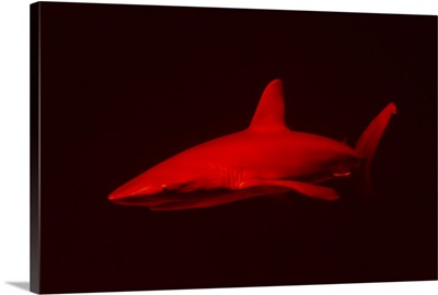 Red shark in dark water