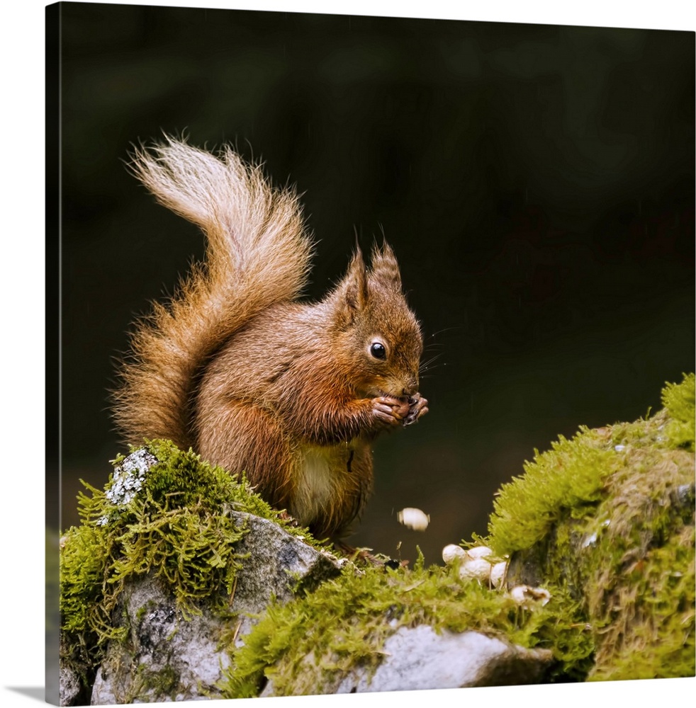 Red squirrel eating monkey nuts in yorkshire dales national park on mossy wall.