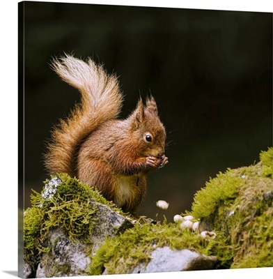Red squirrel eating nuts in Yorkshire Dales National Park on mossy wall.