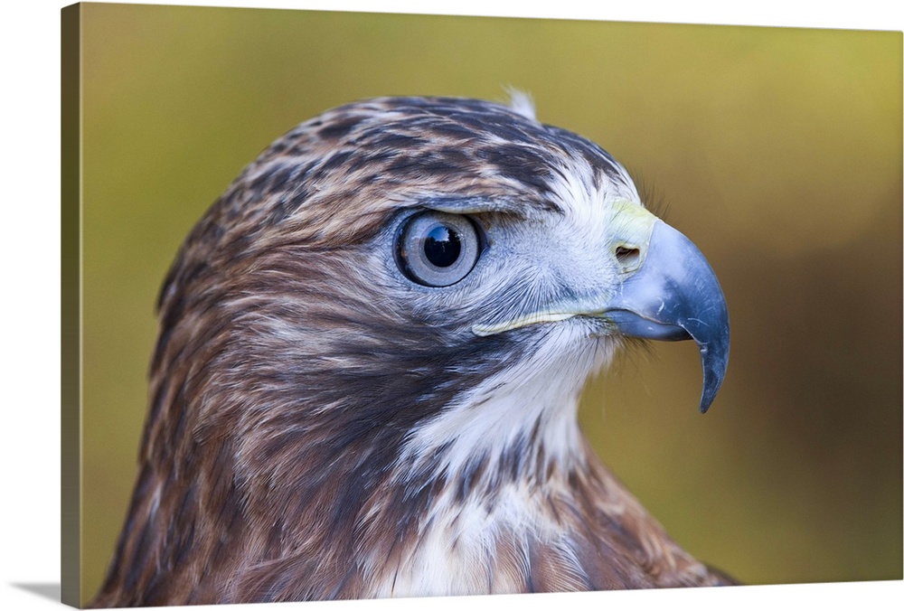Red-tailed hawk (Buteo jamaicensis) Close-up portrait of our most common Buteo hawk.  Habitat:  woods with nearby open lan...