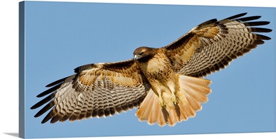 Red-tailed Hawk Searching for Prey