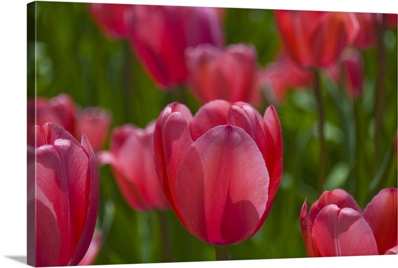 Red tulips Wall Art, Canvas Prints, Framed Prints, Wall Peels Great
