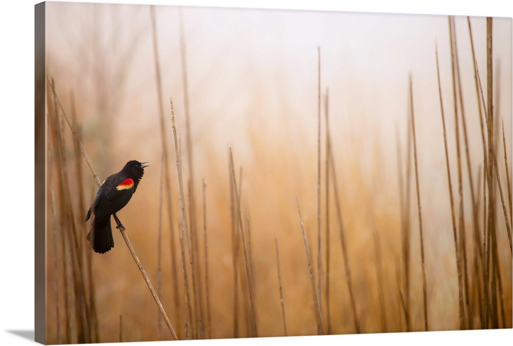 Red-winged black bird on dried reed in fog, singing mating call in spring, Symrna, Delaware.