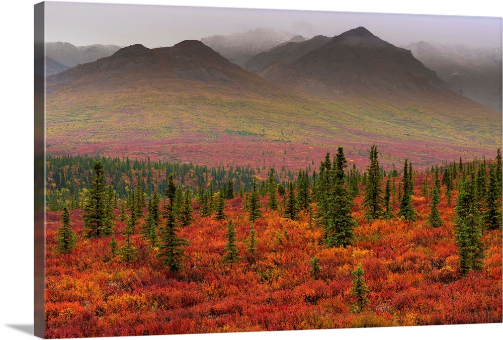 Fall color in Denali National Park, Denali, Alaska, USA