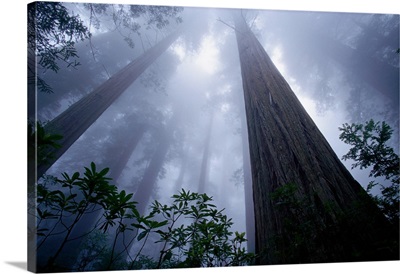 Redwoods And Fog