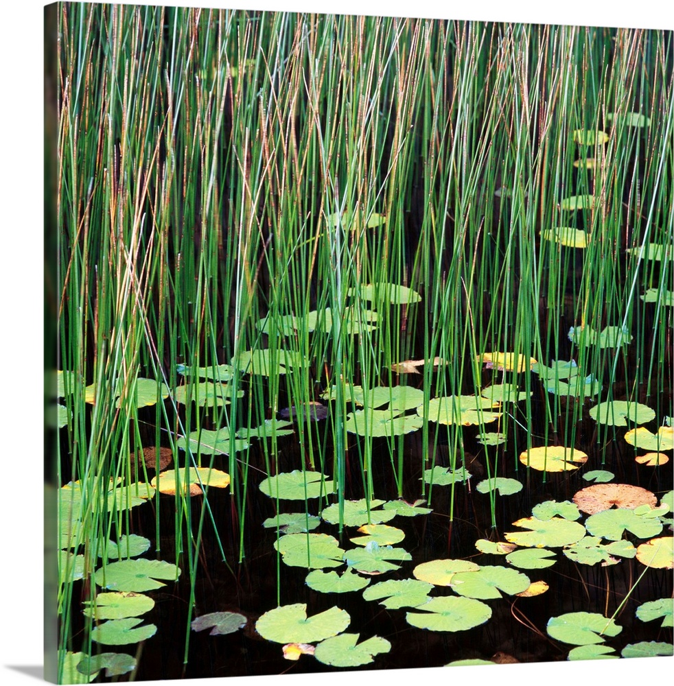 Reed And Water Lillies In Pond, Arcadia National Park, Maine