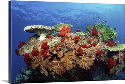 Reef scenic of hard corals , soft corals and tropical fish , Malaysia