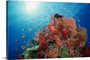 Reef scenic of hard corals , soft corals and tropical fish , South Pacific image thumbnail