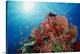 image thumbnail of Reef scenic of hard corals , soft corals and tropical fish , South Pacific