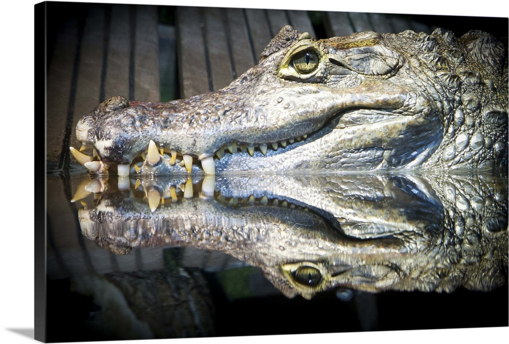 Reflect crocodile reptile  in water.