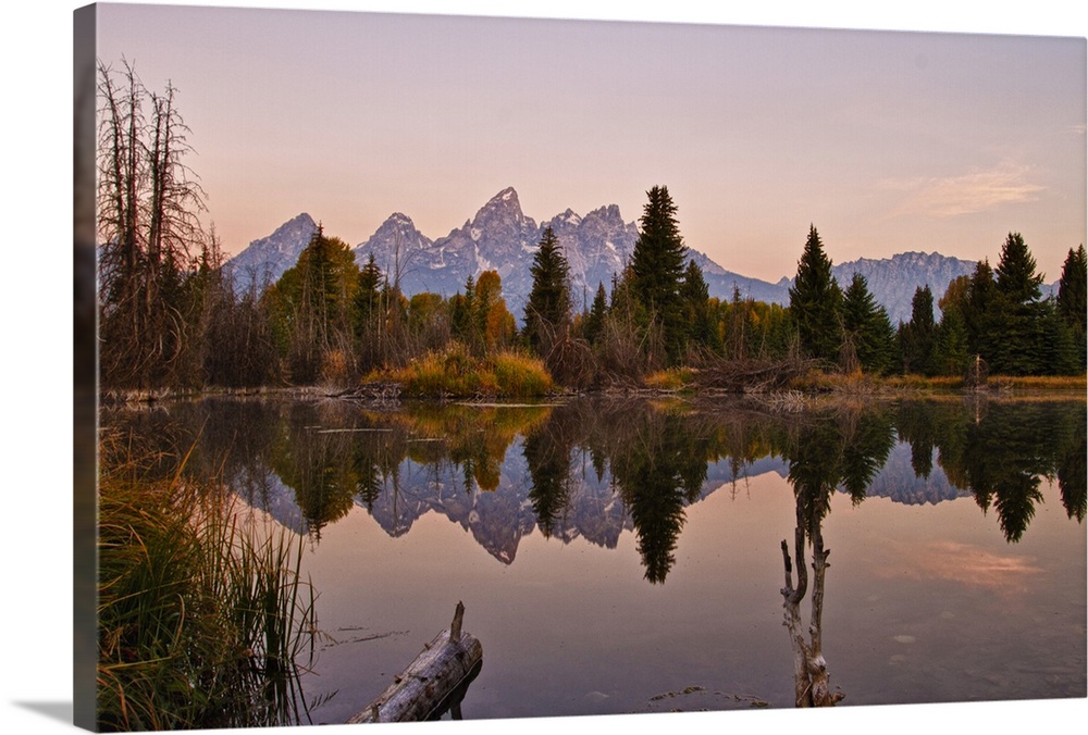 Reflection of pine trees in lake at sunrise, Grand Teton National Park.
