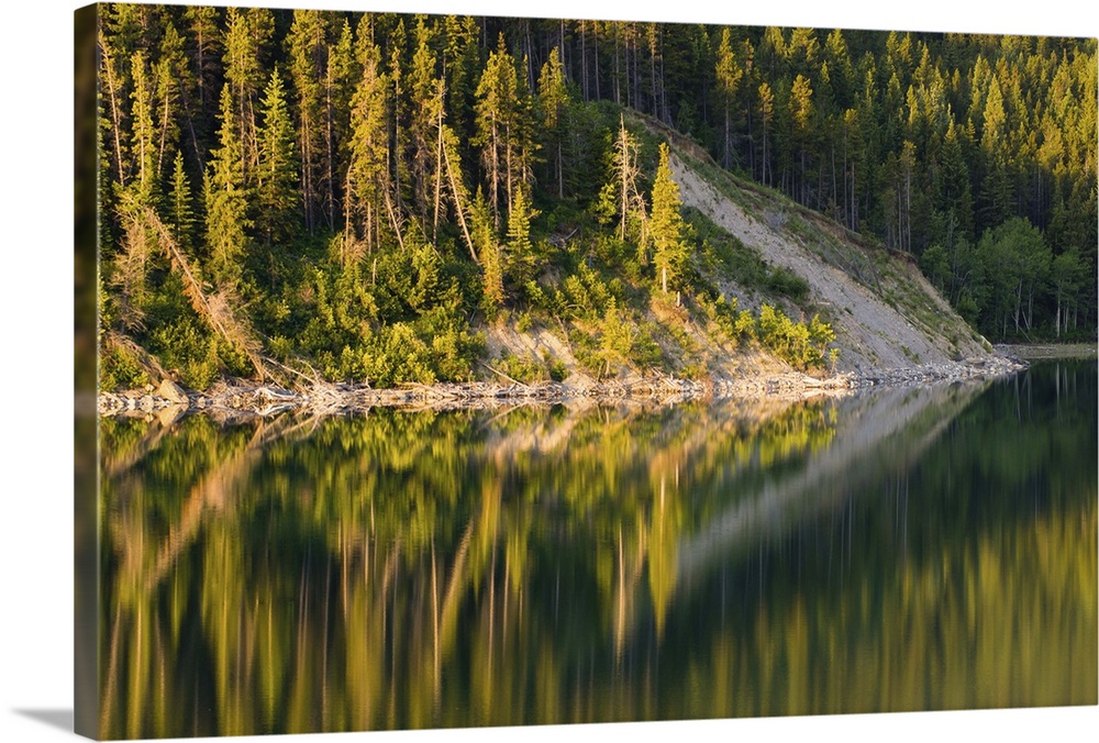 Pine Trees reflect onto the still surface of Lake Sherburne in the Many Glacier Area of Glacier National park on a calm mo...