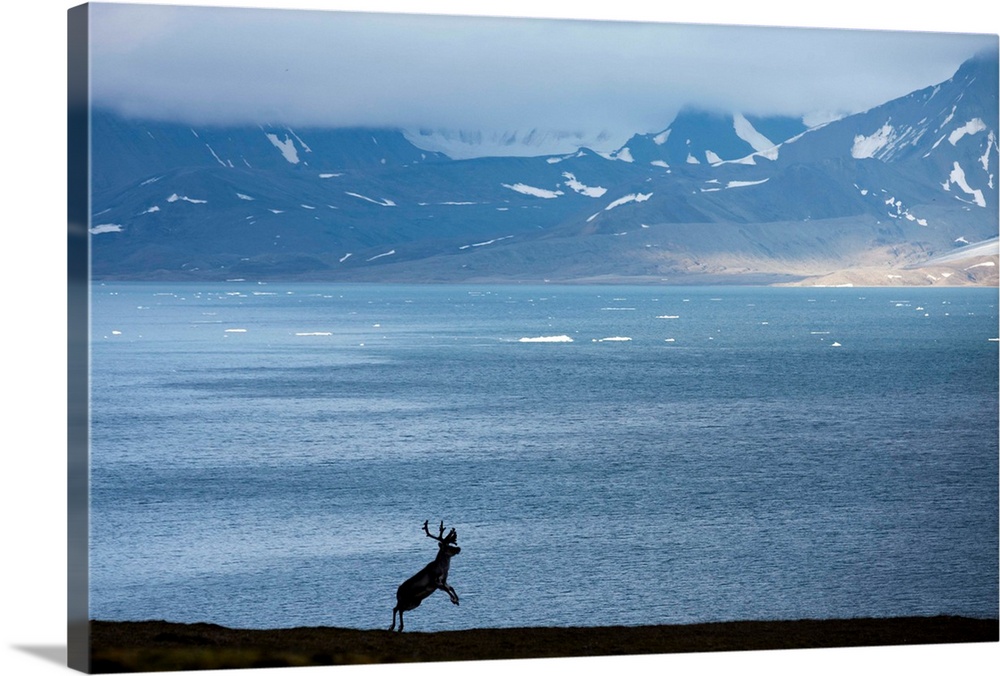 Norway, Svalbard, Spitsbergen Island, Reindeer (Rangifer tarandus) leaps while running along fjord along St. Jonsfjorden
