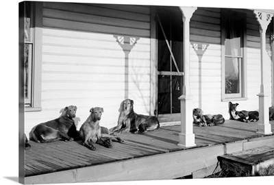 Relaxed Dogs Lounge On A Farmhouse Porch, 1905