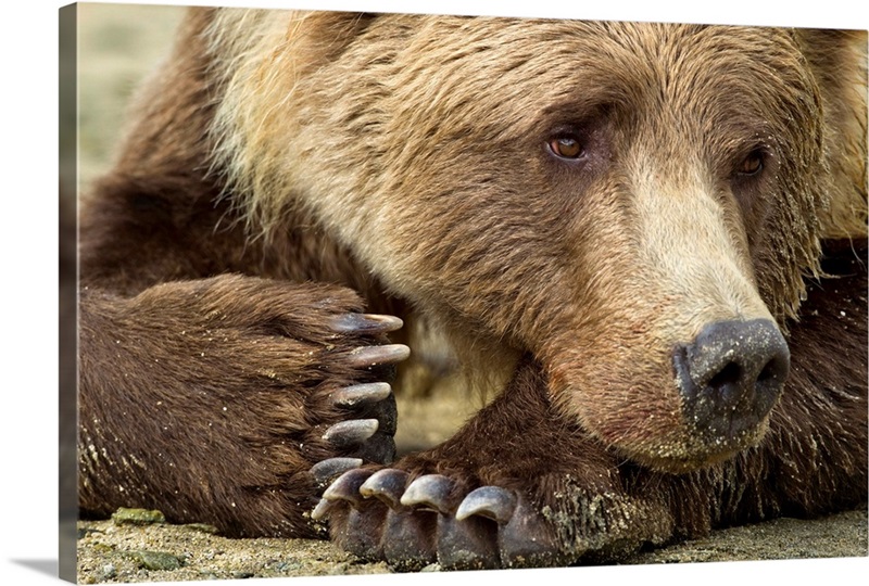 Resting Brown Bear, Katmai National Park, Alaska | Great Big Canvas