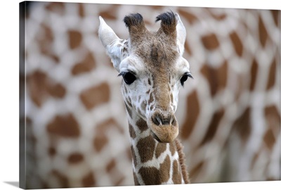 Reticulated giraffe calf, Giraffa camelopardalis reticulata