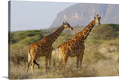 Reticulated Giraffe, Giraffa camelopardalis reticulata, Kenya, Africa