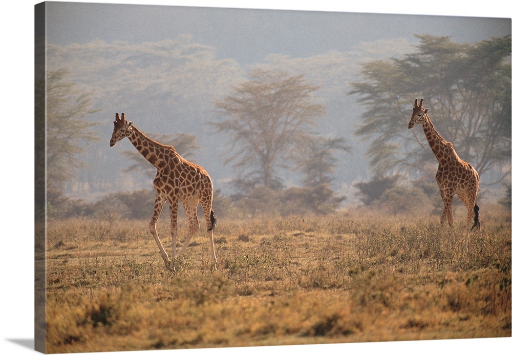 Reticulated giraffes , Nakuru National Park , Kenya , Africa