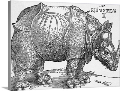Rhinoceros By Albrecht Durer