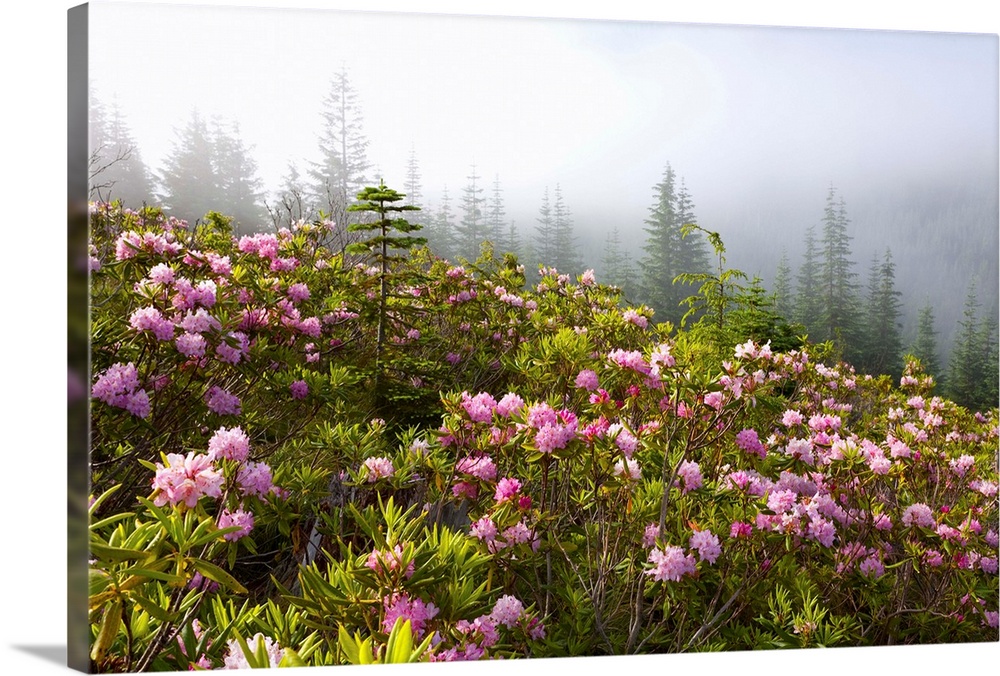 Rhododendron Bushes And Morning Fog Along Lolo Pass