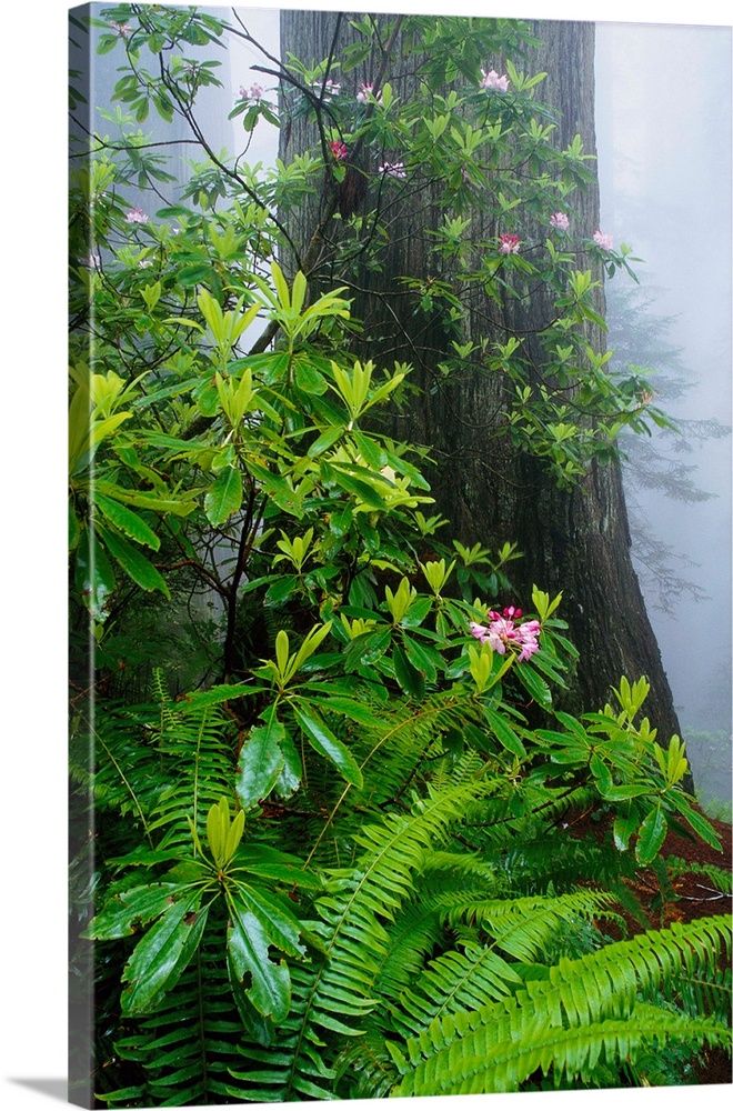 Rhododendrons And Ferns At Base Of Redwood