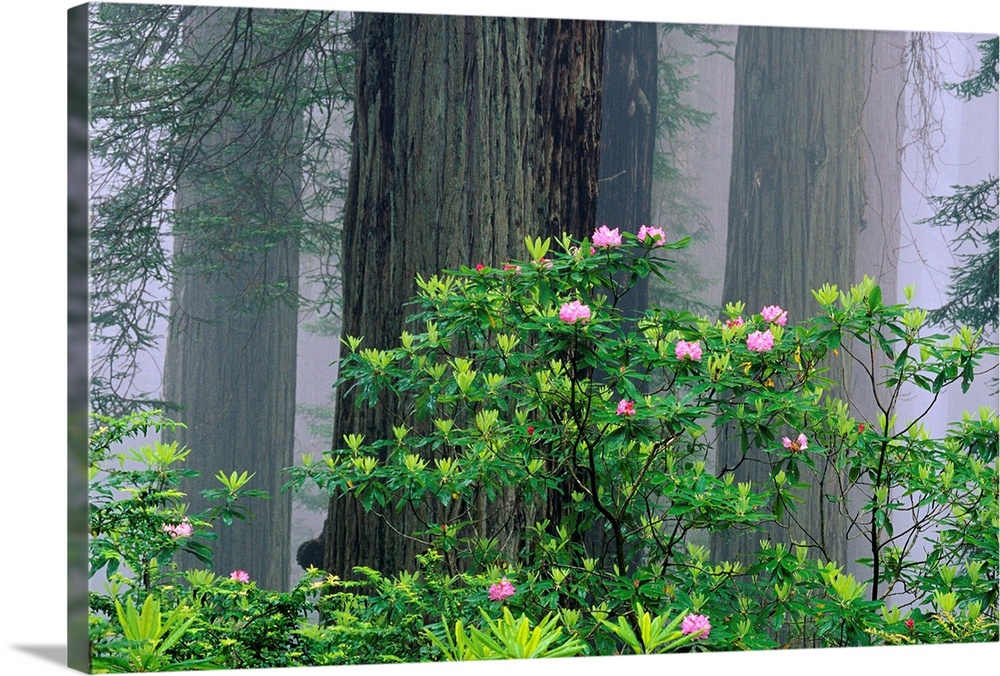 Rhododendrons And Redwoods